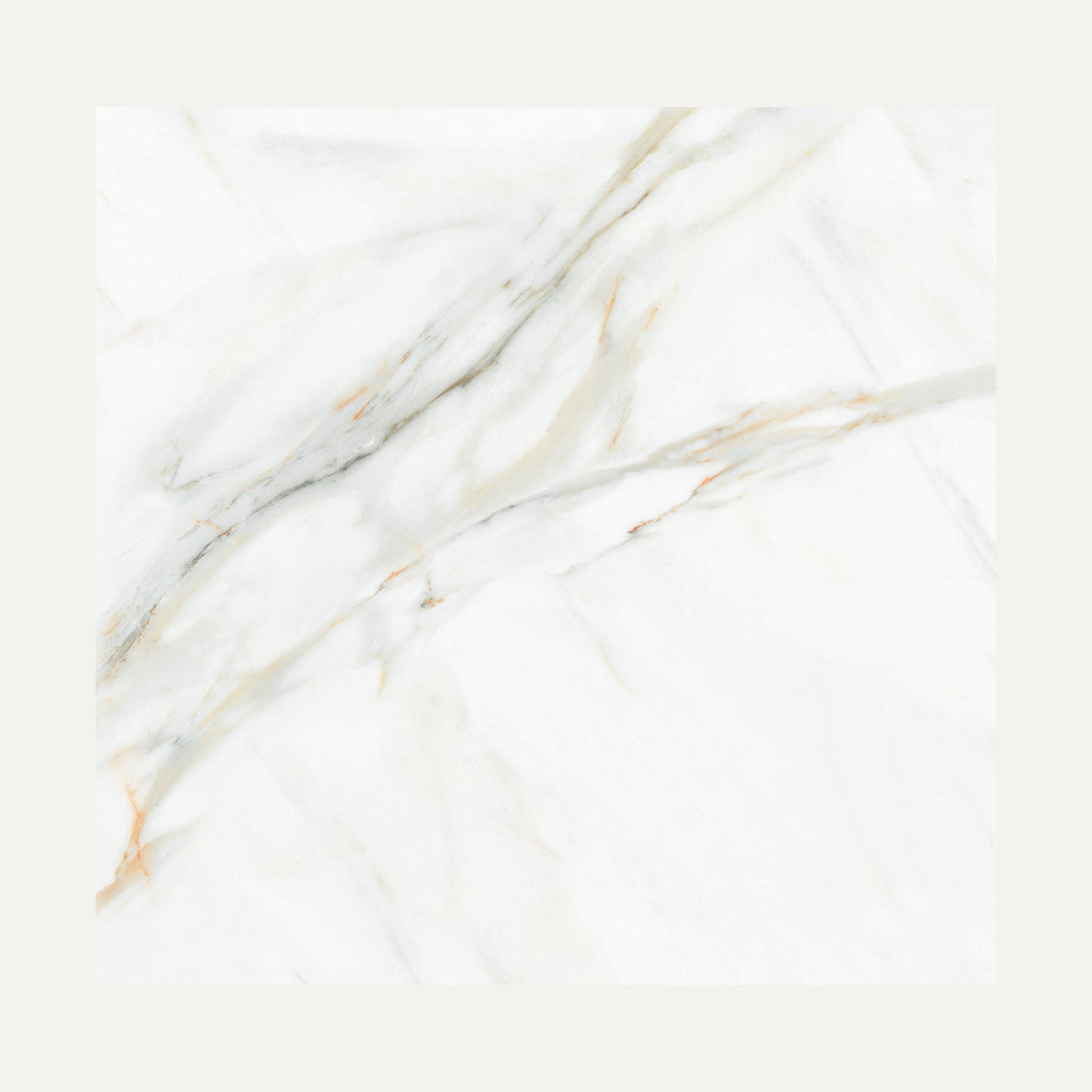 White Viola 60x60
