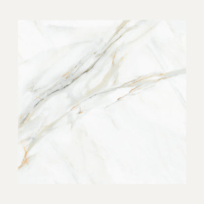 White Viola 60x60