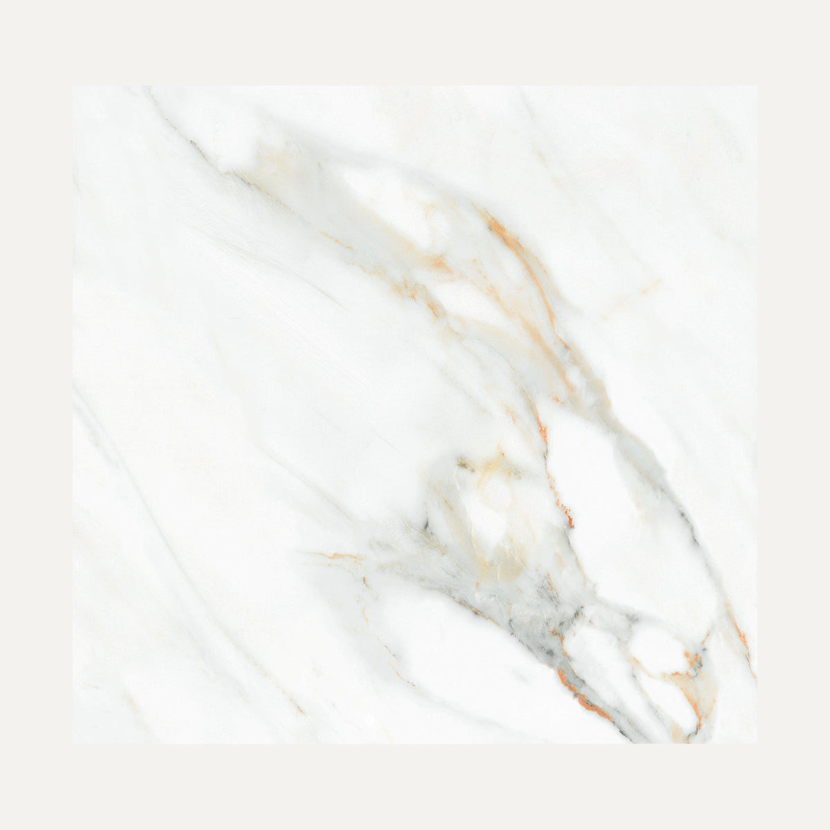 White Viola 60x60